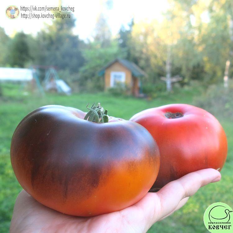 3. Ананас голубой линии (7)_1 2024г. Семена томата Ананас голубой линии