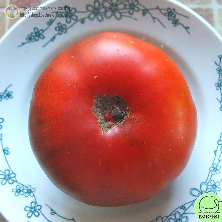 3. Ананас голубой линии (8)_1 2024г. Семена томата Ананас голубой линии