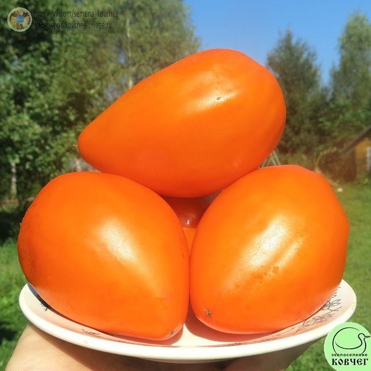 32. Ночная свеча (5)_1 2024г. Семена томата Ночная свеча