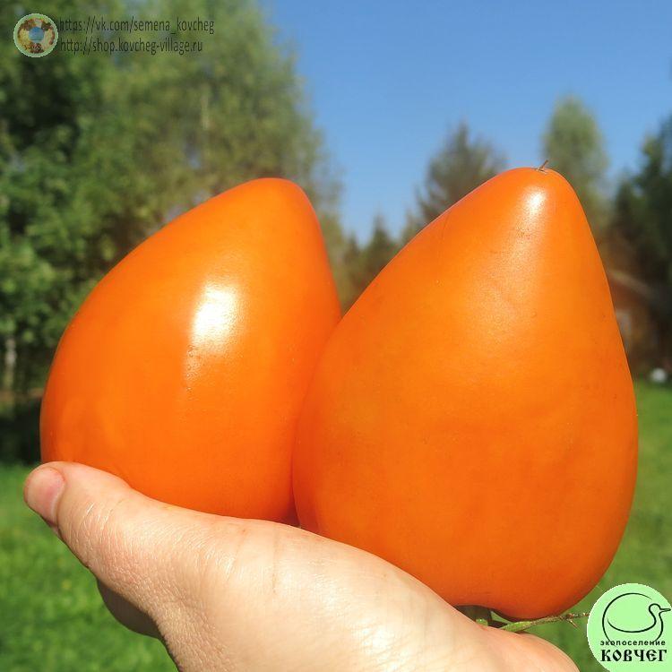 32. Ночная свеча (8)_1 2024г. Семена томата Ночная свеча