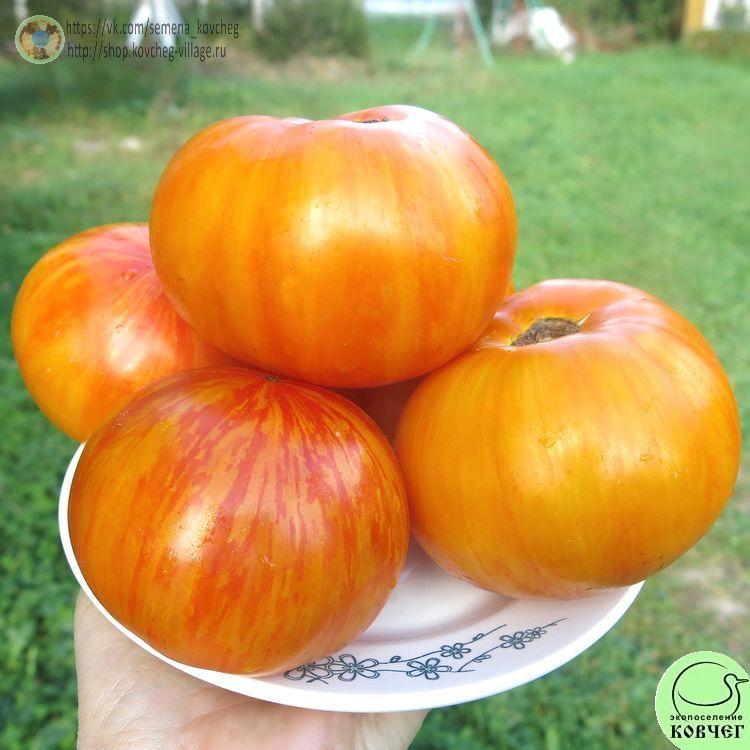 37. ПЛОЩАДЬ СВЯТОГО ИОАННА ДЕ БОРЕГАРД (8)_1 2024г. Семена томата Площадь святого Иоанна де Борегард