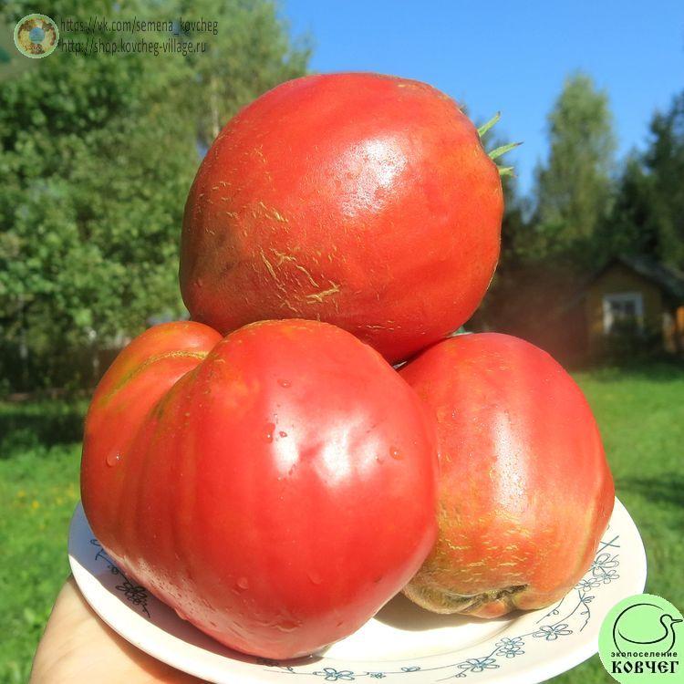 4. Бабуля Бёс (12)_1 2024г. Семена томата Бабуля Бёс