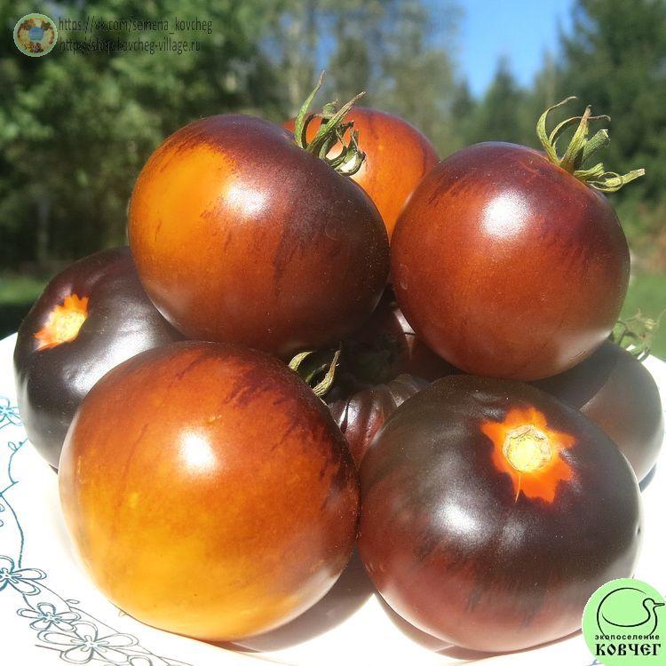 41. РОСОМАХА ОТ СЛЕЙТЕРА (4)_1 2024г. Семена томата Росомаха от Слейтера