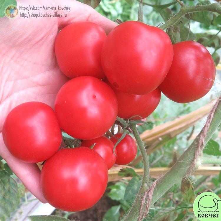 49. Финский карлик (3)_1 2024г. Семена томата Финский карлик