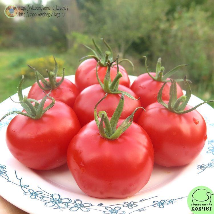 49. Финский карлик (5)_1 2024г. Семена томата Финский карлик