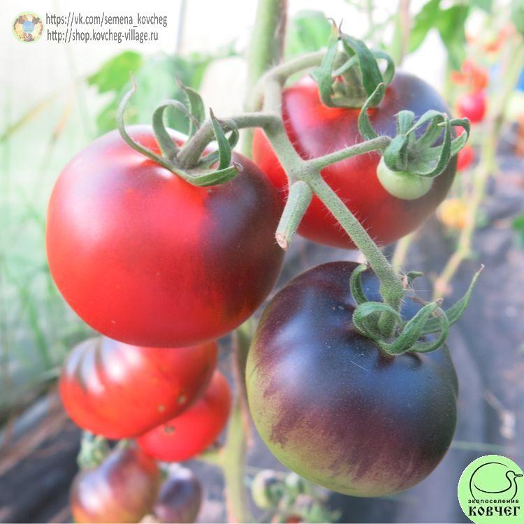 5. Бэст синий (10)_1 2024г. Семена томата Бэст синий