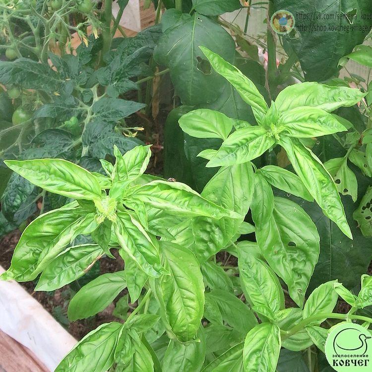 Базилик Тонус (4) 2024г. Семена базилика Тонус