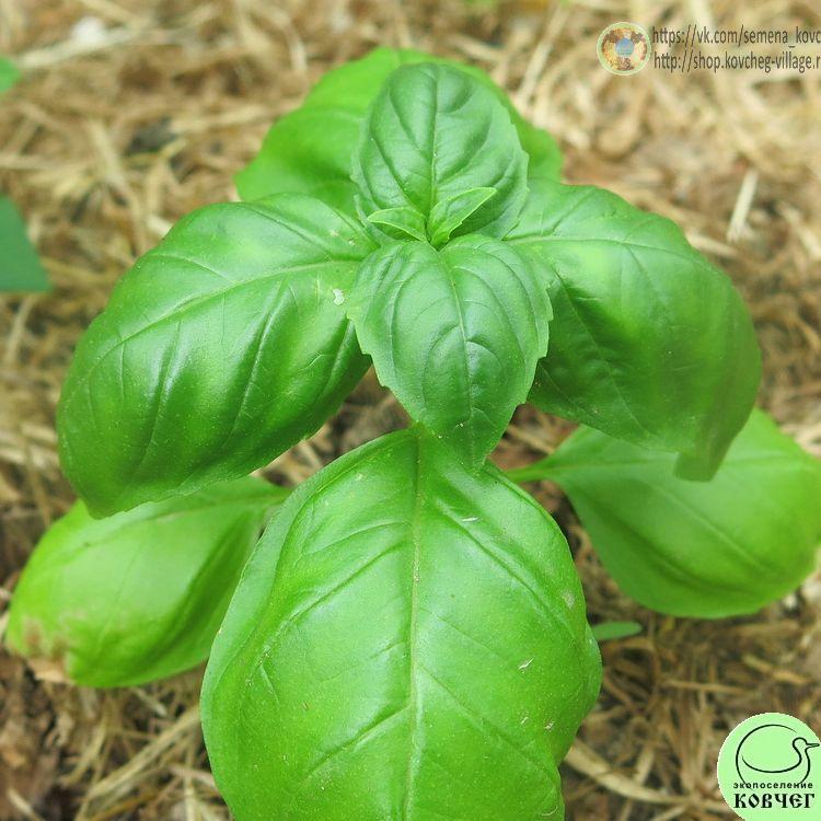 Базилик Тонус 2024г. Семена базилика Тонус