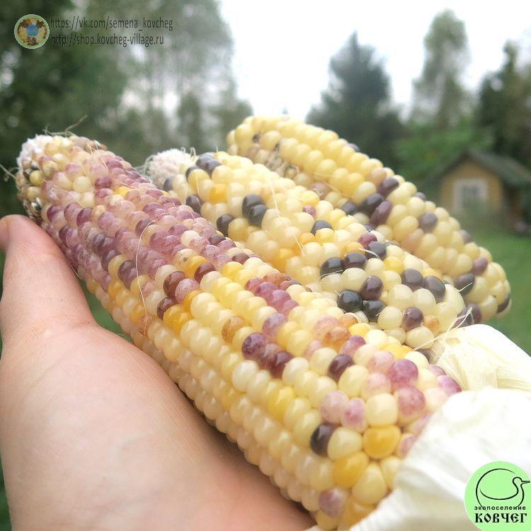 Кукуруза Превосходная двуцветная мини (2)_1 2024г. Семена кукурузы лопающейся Превосходная двуцветная мини