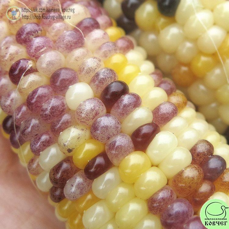 Кукуруза Превосходная двуцветная мини (5)_1 2024г. Семена кукурузы лопающейся Превосходная двуцветная мини