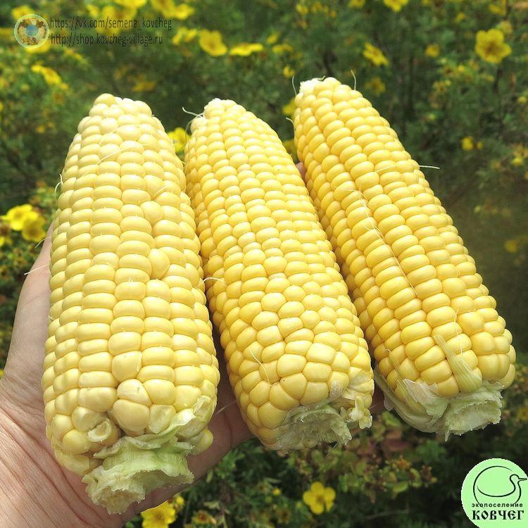 Кукуруза Сахарная лакомка (5)-1 2024г. Семена кукурузы сахарной Сахарная лакомка