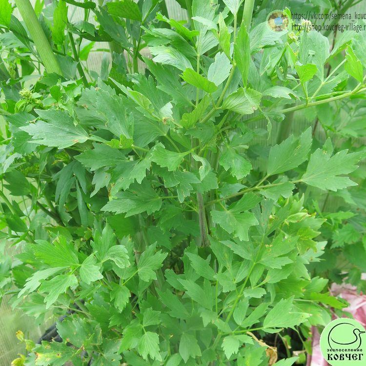 Любисток (2) 2024г. Семена любистока Удалец