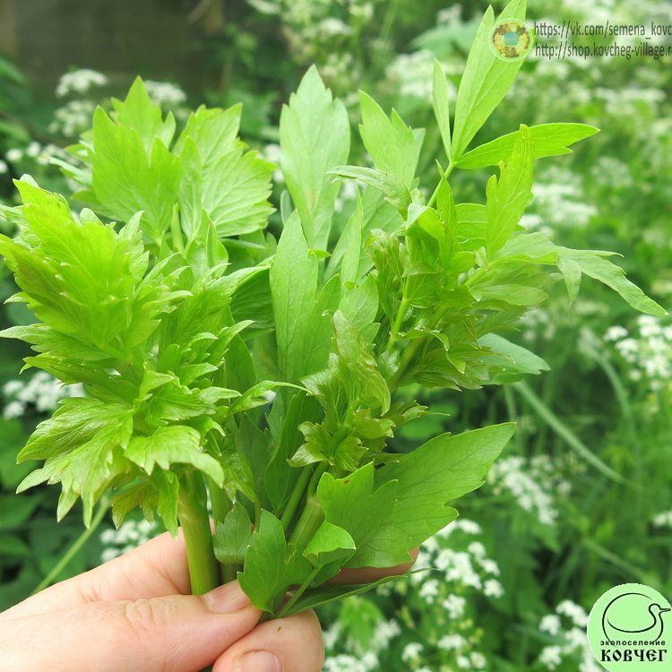 Любисток (8) 2024г. Семена любистока Удалец