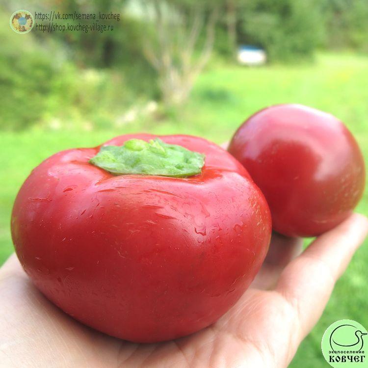 П10. Гогошар красный (2)_1 2024г. Семена перца сладкого Гогошар красный