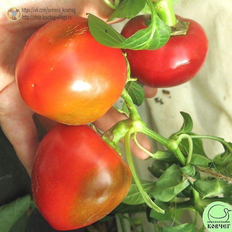 П11. Гогошарчики Савелова смесь (17)_1 2024г. Семена перца сладкого Гогошарчики Савёлова (смесь)