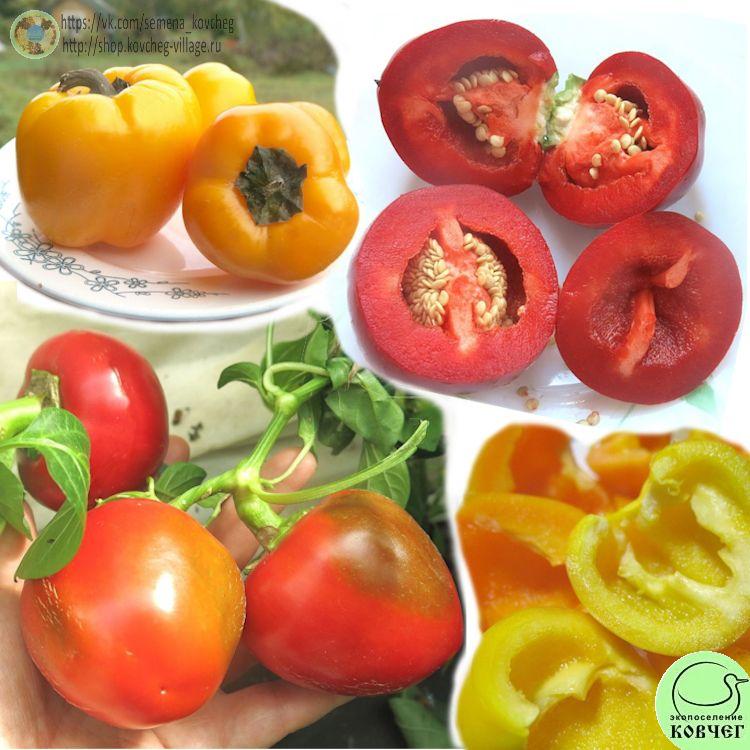 П11. Гогошарчики Савелова смесь2-1 2024г. Семена перца сладкого Гогошарчики Савёлова (смесь)