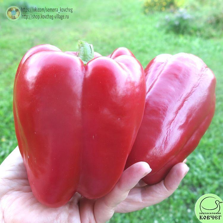 П21. Красный бык (14)_1 2024г. Семена перца сладкого Красный бык