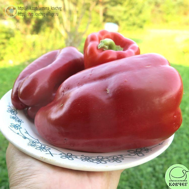 П21. Красный бык_1 2024г. Семена перца сладкого Красный бык