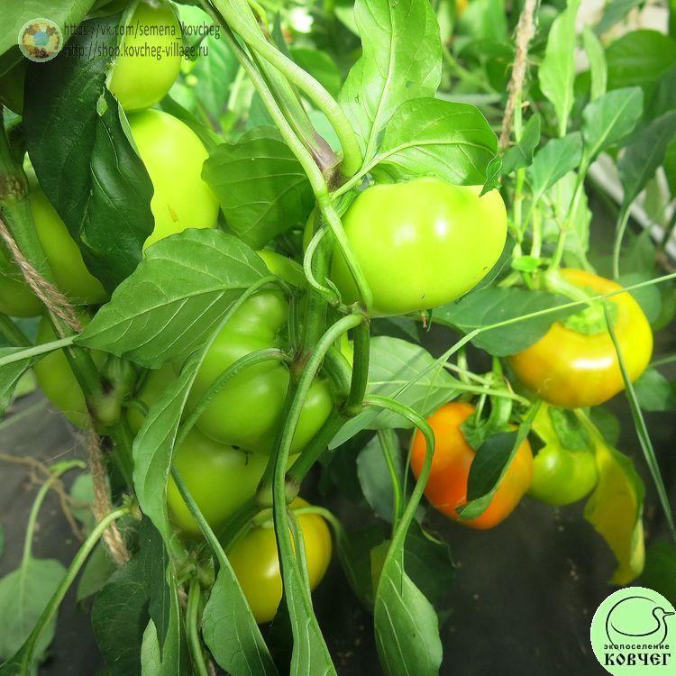 П33. Флорида (3)_1 2024г. Семена перца сладкого Флорида