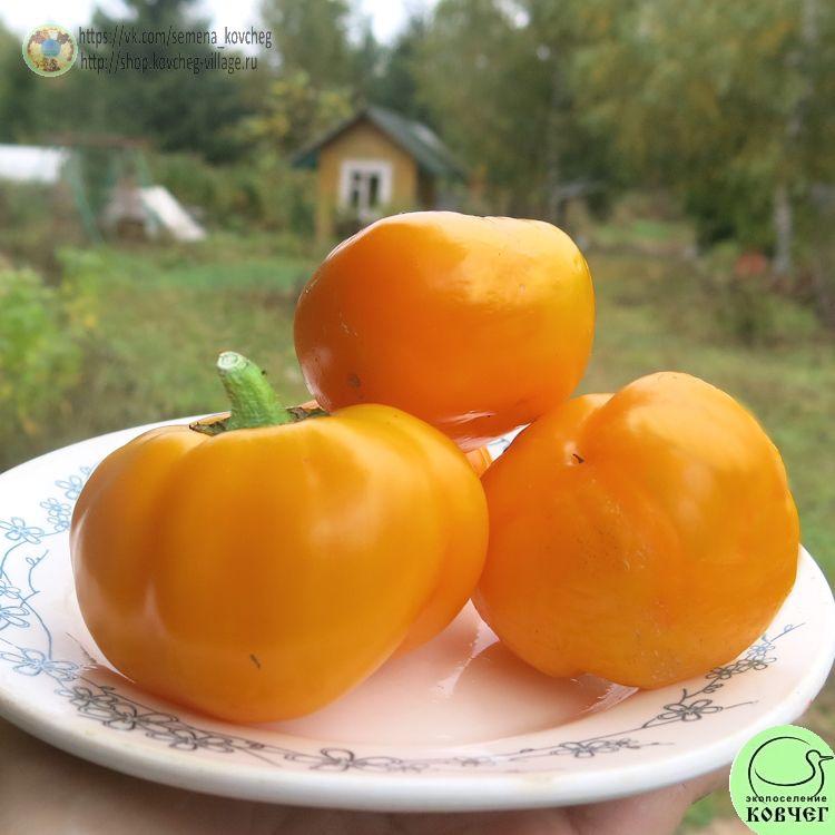 П33. Флорида_1 2024г. Семена перца сладкого Флорида