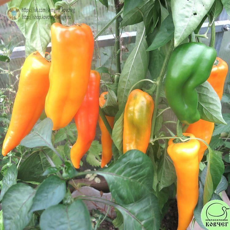 П5. Викинг жёлтый (10)_1 2024г. Семена перца сладкого Викинг жёлтый