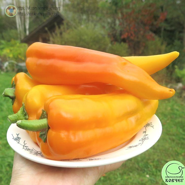 П5. Викинг жёлтый (3)_1 2024г. Семена перца сладкого Викинг жёлтый