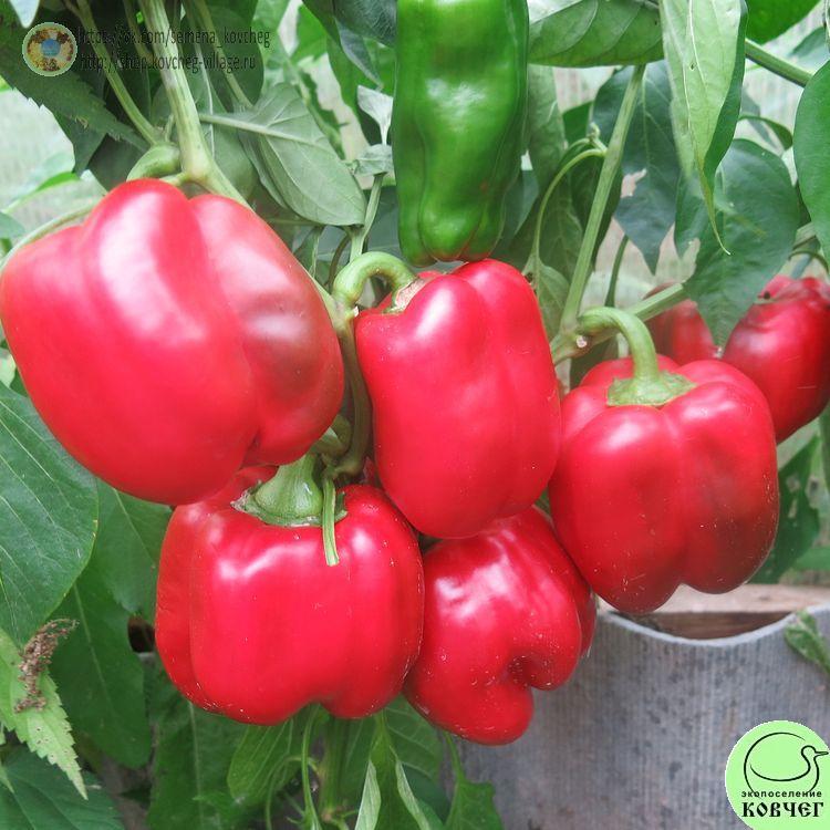 П6. Геракл (11)_1 2024г. Семена перца сладкого Геракл