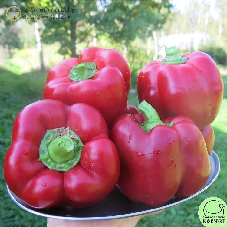 П6. Геракл (4)_1 2024г. Семена перца сладкого Геракл