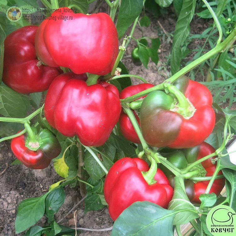 П6. Геракл (8)_1 2024г. Семена перца сладкого Геракл