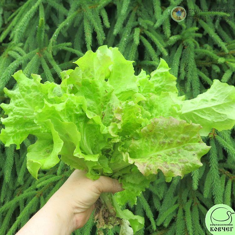 Салат Десерт (14) 2024г. Семена салата Десерт