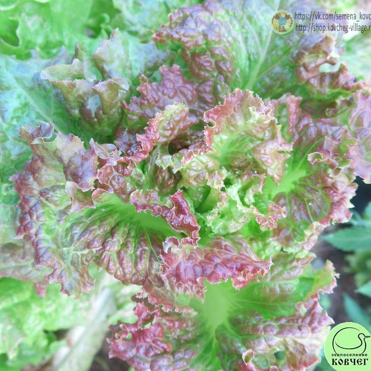 Салат Десерт (17) 2024г. Семена салата Десерт