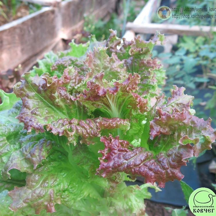 Салат Десерт (19) 2024г. Семена салата Десерт