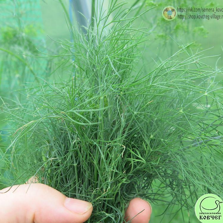 Укроп Быстроотрастающий (4) 2024г. Семена укропа Быстроотрастающий