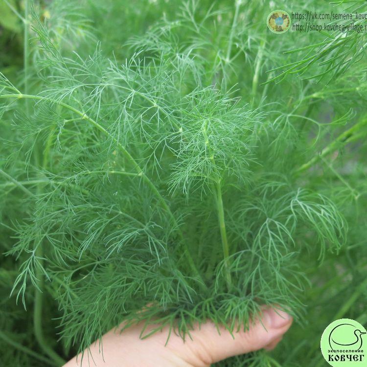 Укроп Кустистый (5) 2024г. Семена укропа Кустистый