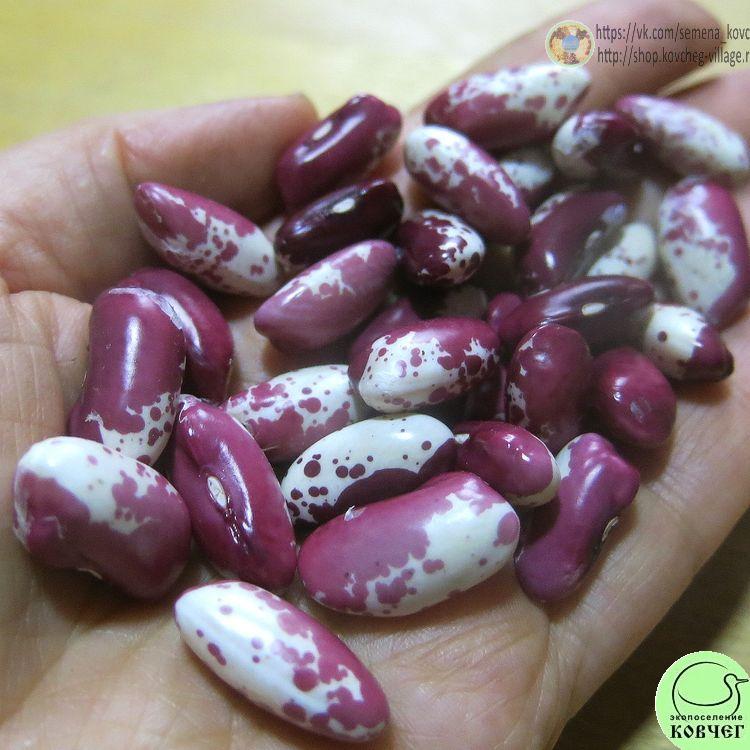 Фасоль вьющаяся Ласточка (10) 2024г. Семена фасоли Ласточка