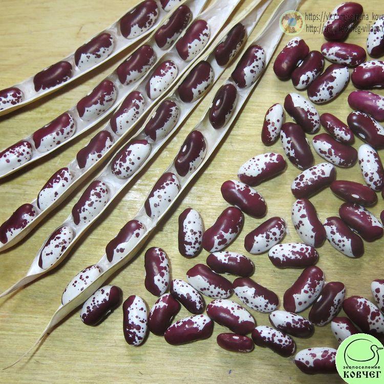 Фасоль вьющаяся Ласточка (5) 2024г. Семена фасоли Ласточка