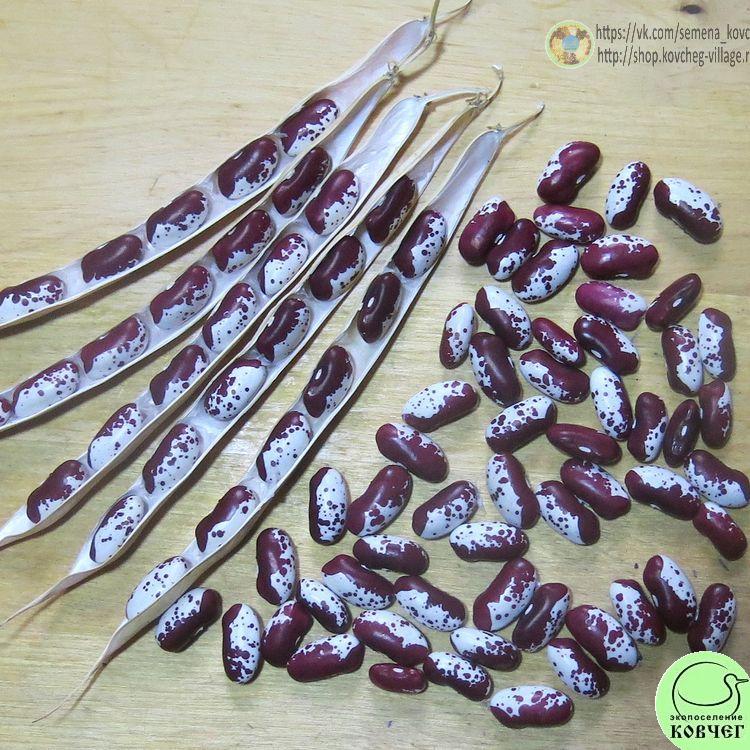 Фасоль вьющаяся Ласточка (6) 2024г. Семена фасоли Ласточка