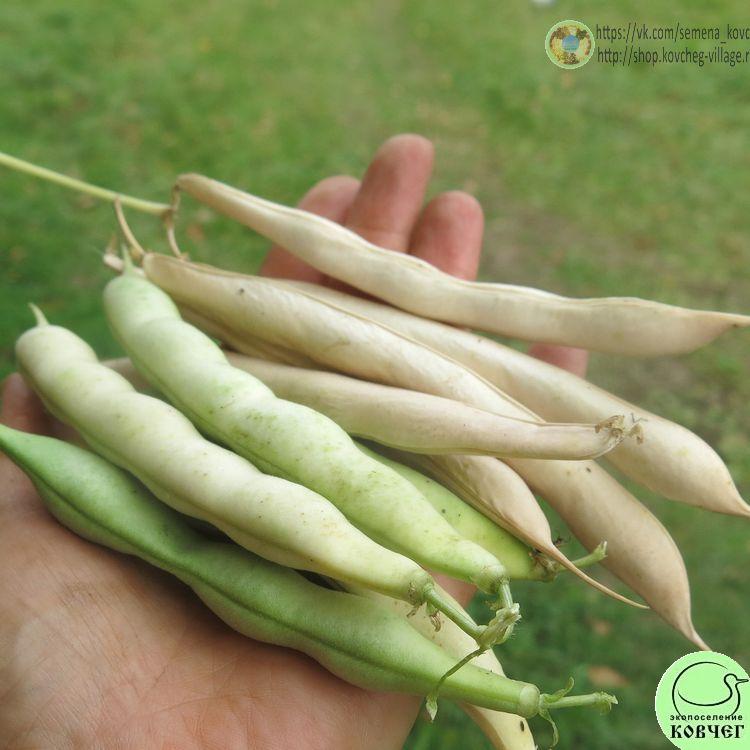 Фасоль вьющаяся Ласточка 2024г. Семена фасоли Ласточка