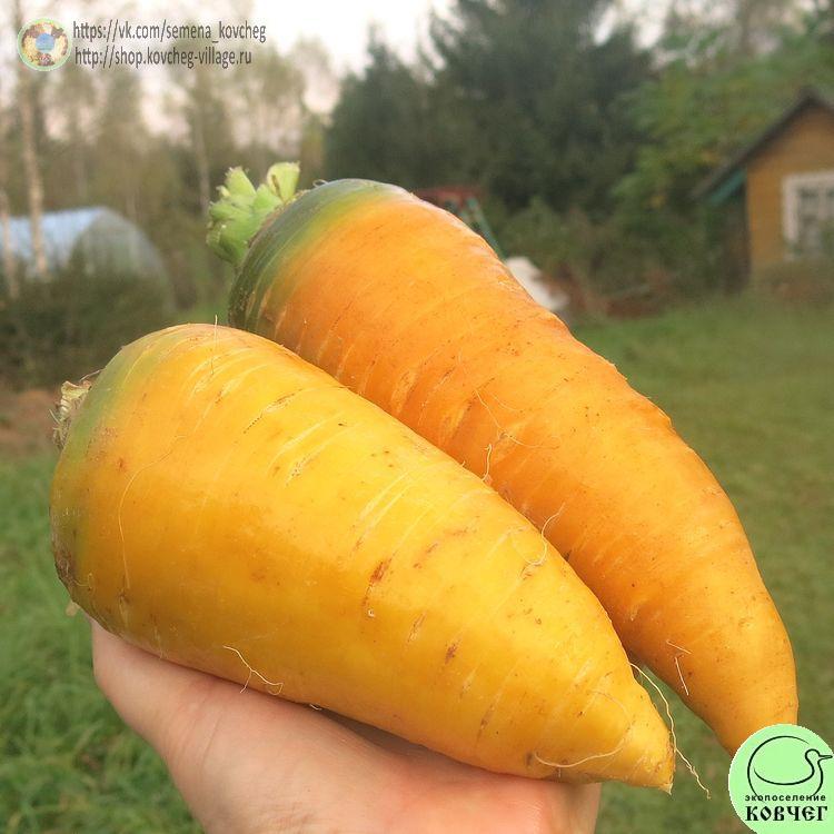 Морковь Сахарная соломка (2)_1 2023г. Семена моркови Сахарная соломка