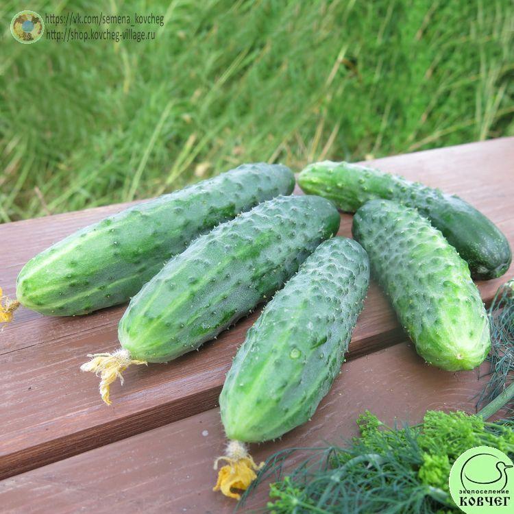 Огурец Рытова (2)_1 2024г. Семена огурца Огурец Рытова
