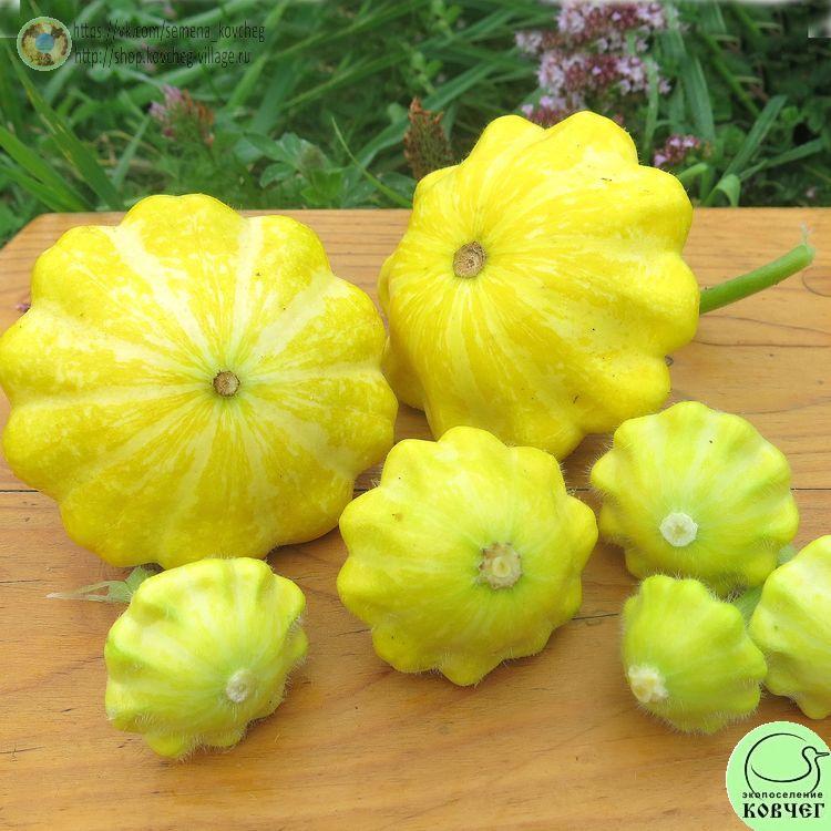 Патиссон 7 Оранжевый (5)_1 2024г. Семена патиссона Оранжевый