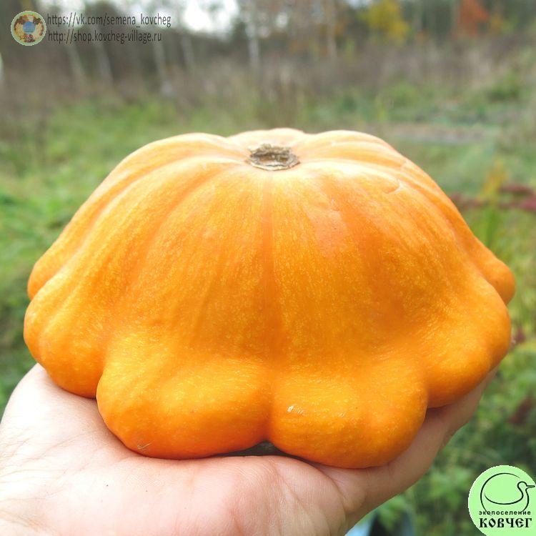 Патиссон Оранжевый (4)_1 2024г. Семена патиссона Оранжевый