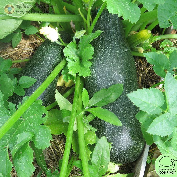 Цукини Чёрный_1 2024г. Семена кабачка-цукини Чёрный