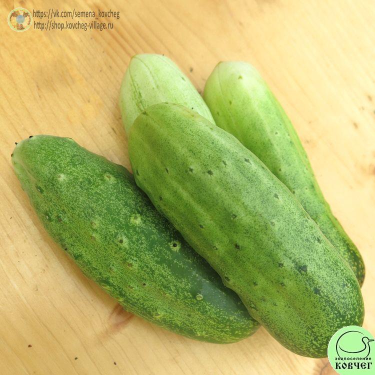 солдатские 2 2024г. Семена огурца Солдатские