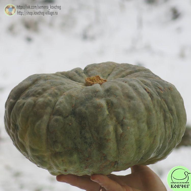 Т24. Марина из Киоджи (4)_1 2024г. Семена тыквы Марина из Киоджа