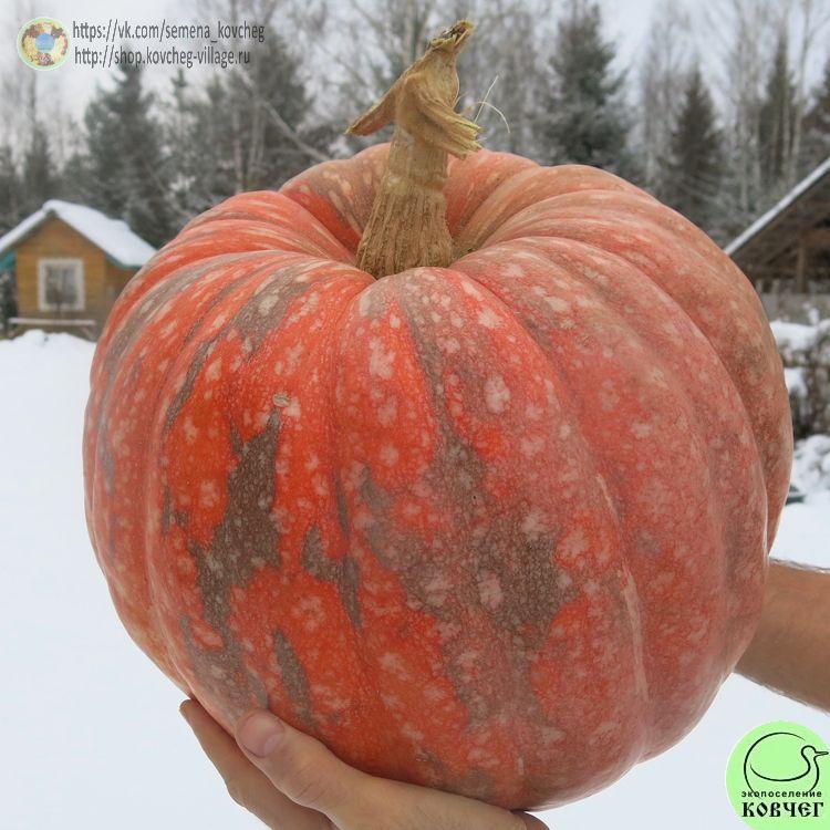 т15. Иран (5)_1 2024г. Семена тыквы Иран