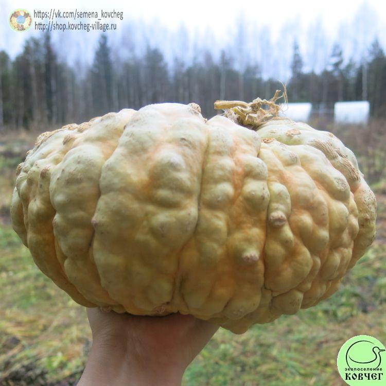 т24. Марина из Киоджа (2)_1 2024г. Семена тыквы Марина из Киоджа