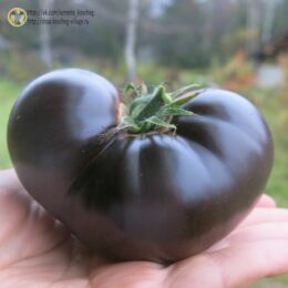 2025г. Семена томата Королева ночи