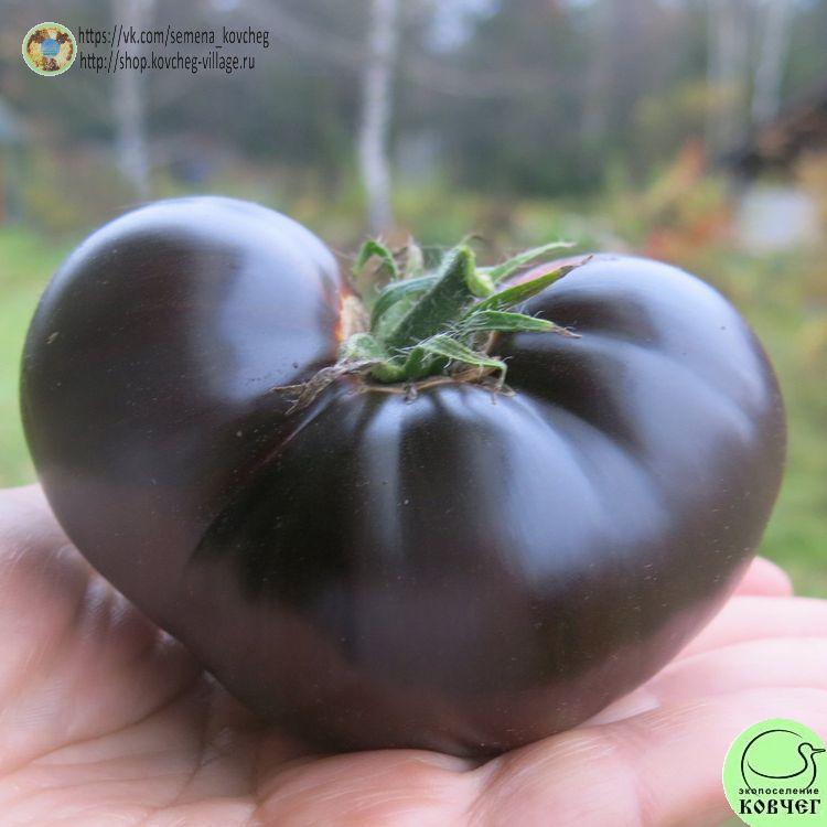 15. Королева ночи (22)_1 2025г. Семена томата Королева ночи