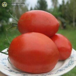 2025г. Семена томата Королевский пингвин